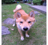 上手な犬のしつけ方