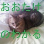 無いのネタ17