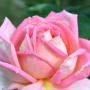 花のネタ31